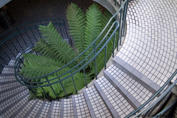 ferns and stairs